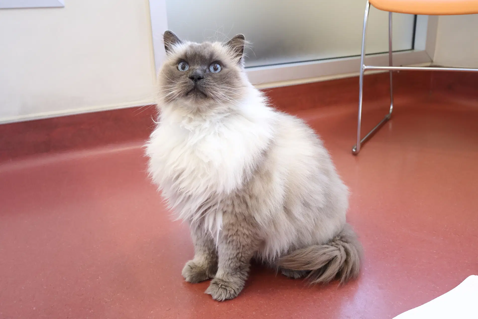 Suki - Ragdoll