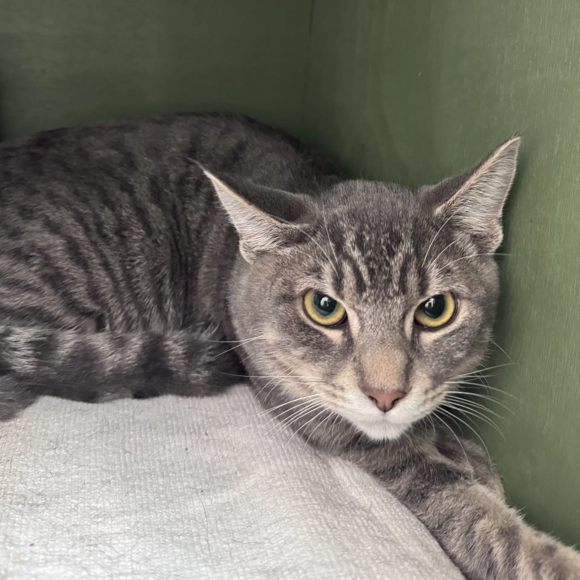 Dorito - Domestic Short Hair