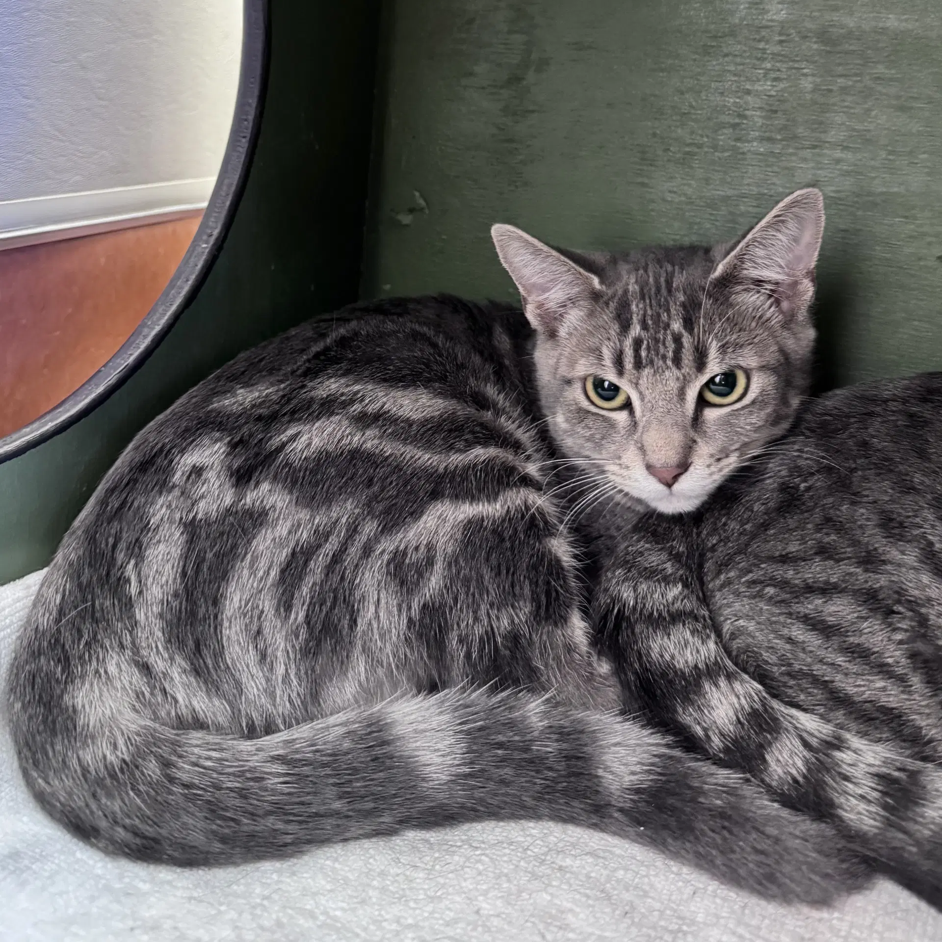 Frito - Domestic Short Hair