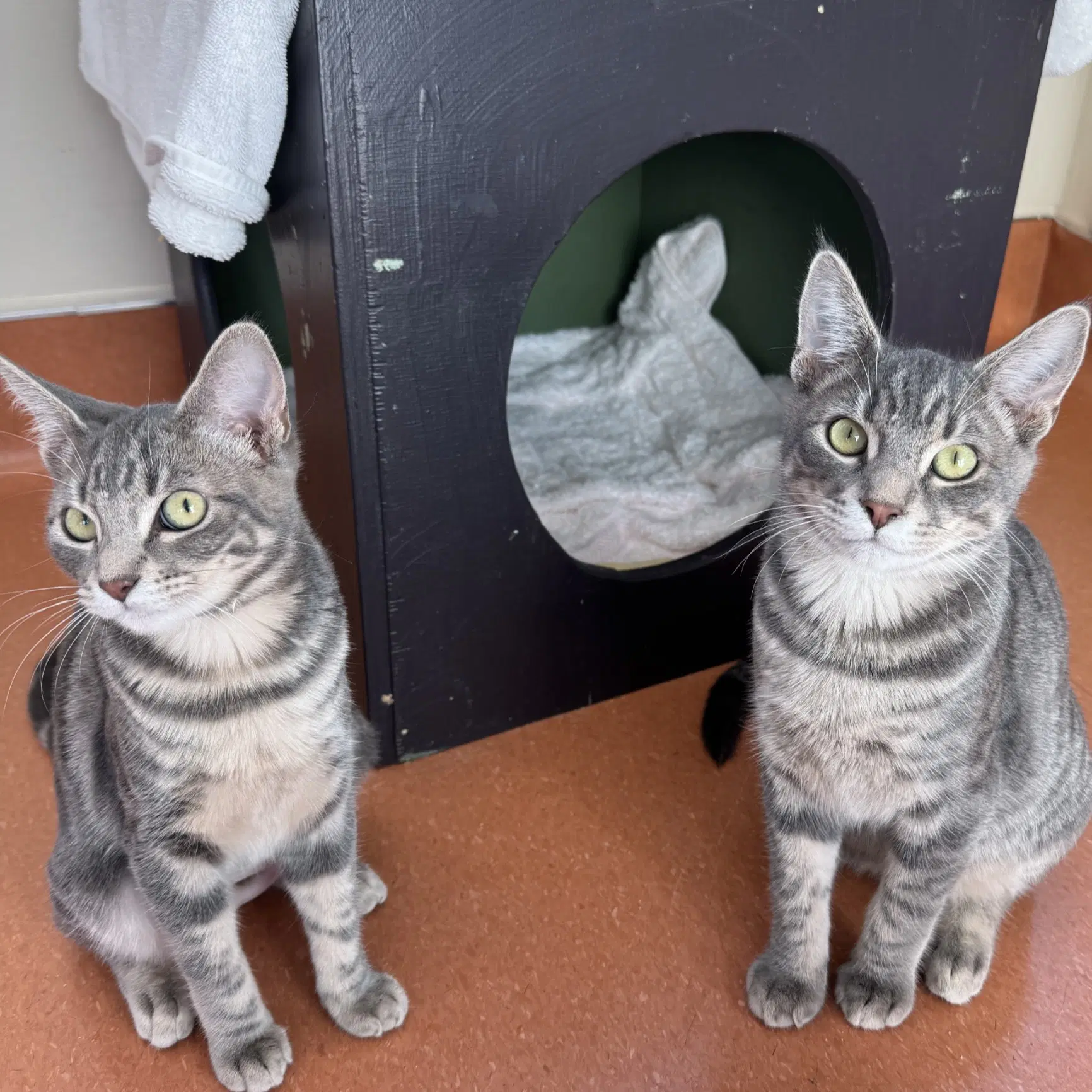 Frito  Dorito - Domestic Short Hair