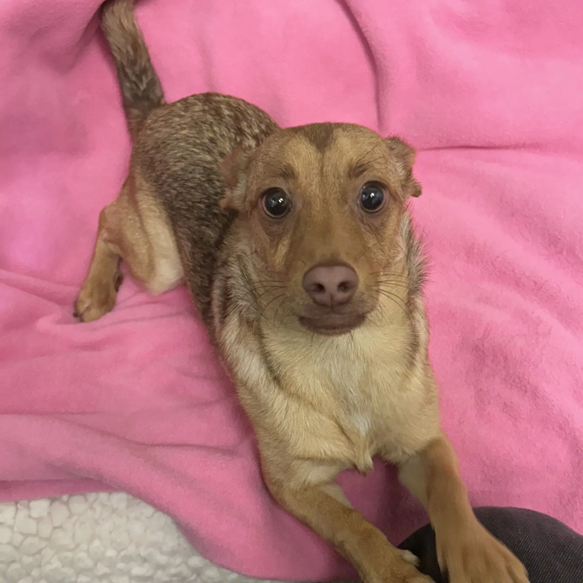 Roxy - Chihuahua