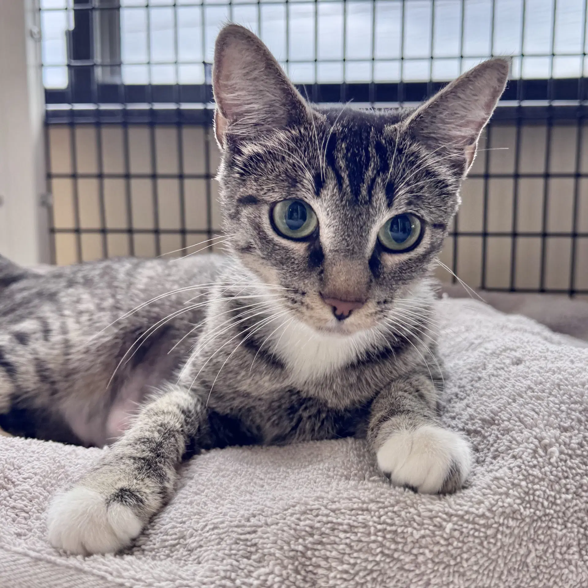 Chispa - Domestic Short Hair