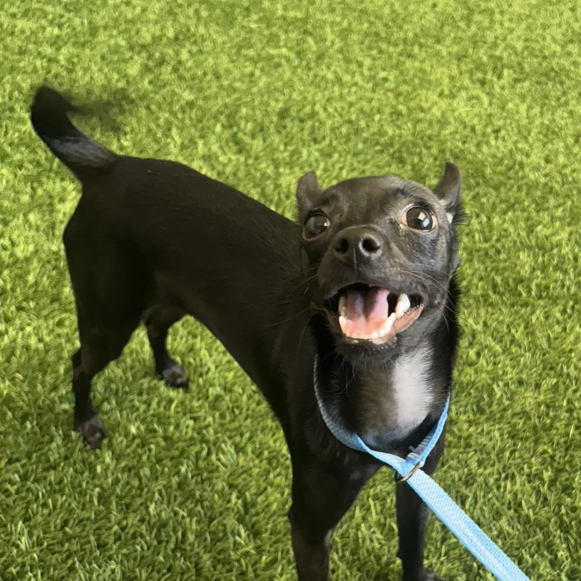 Dulce - Chihuahua
