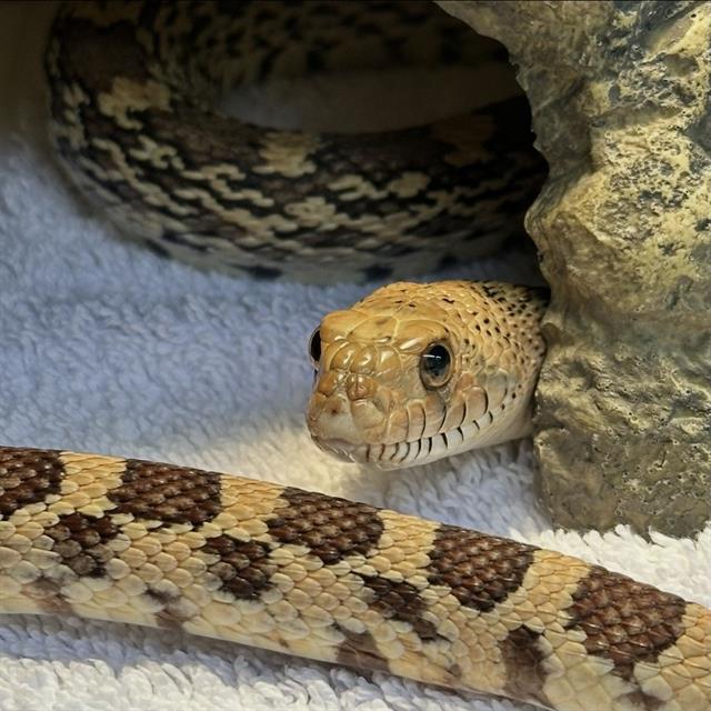 Pepper, photo 4