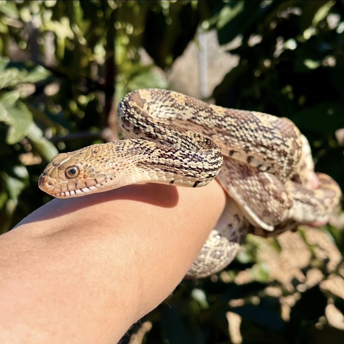 Pepper, photo 2