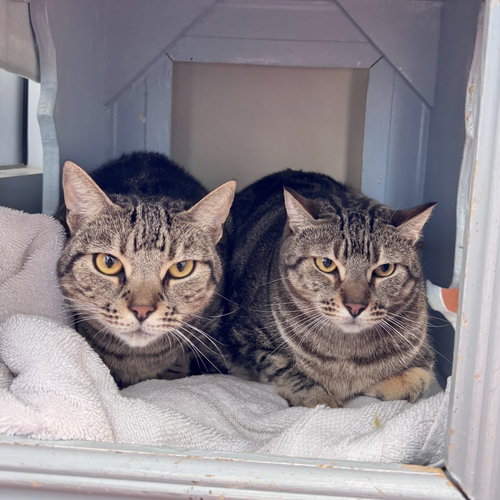 Lili & Vivi, a cat for adoption from Peninsula Humane Society & SPCA