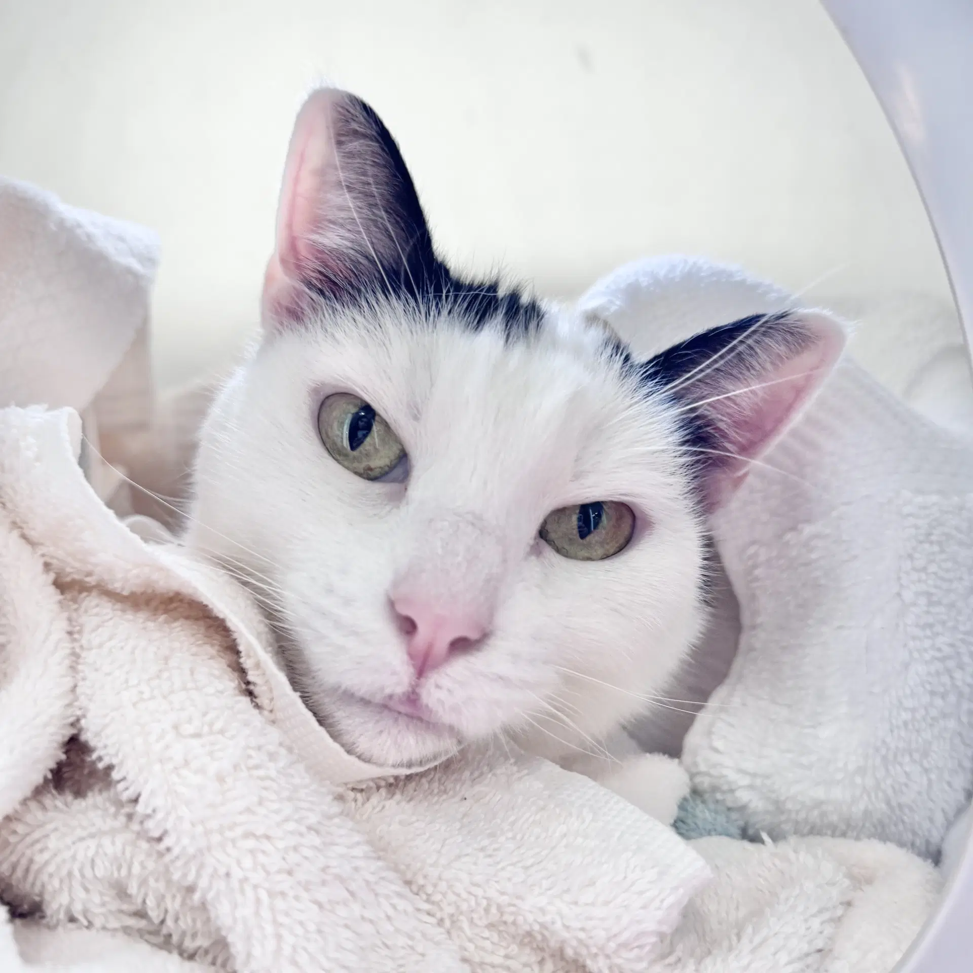 Miss Piggy - Domestic Short Hair