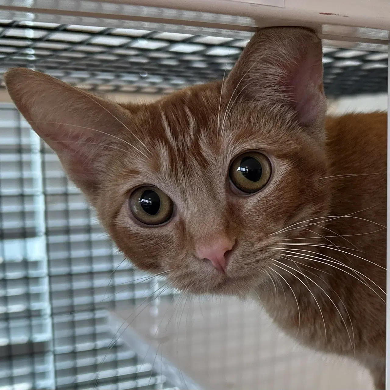 Harlee - Domestic Short Hair