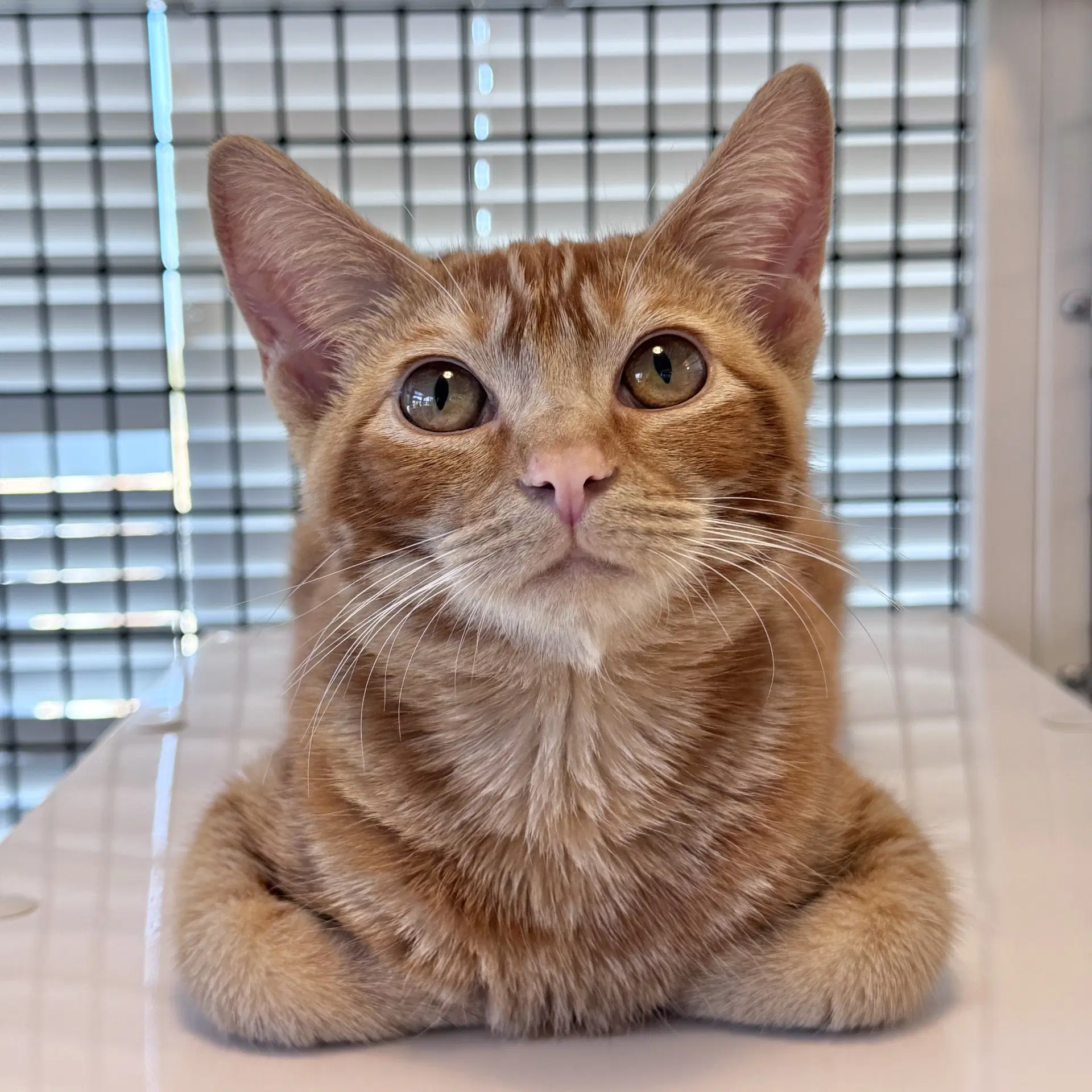 Harlee - Domestic Short Hair