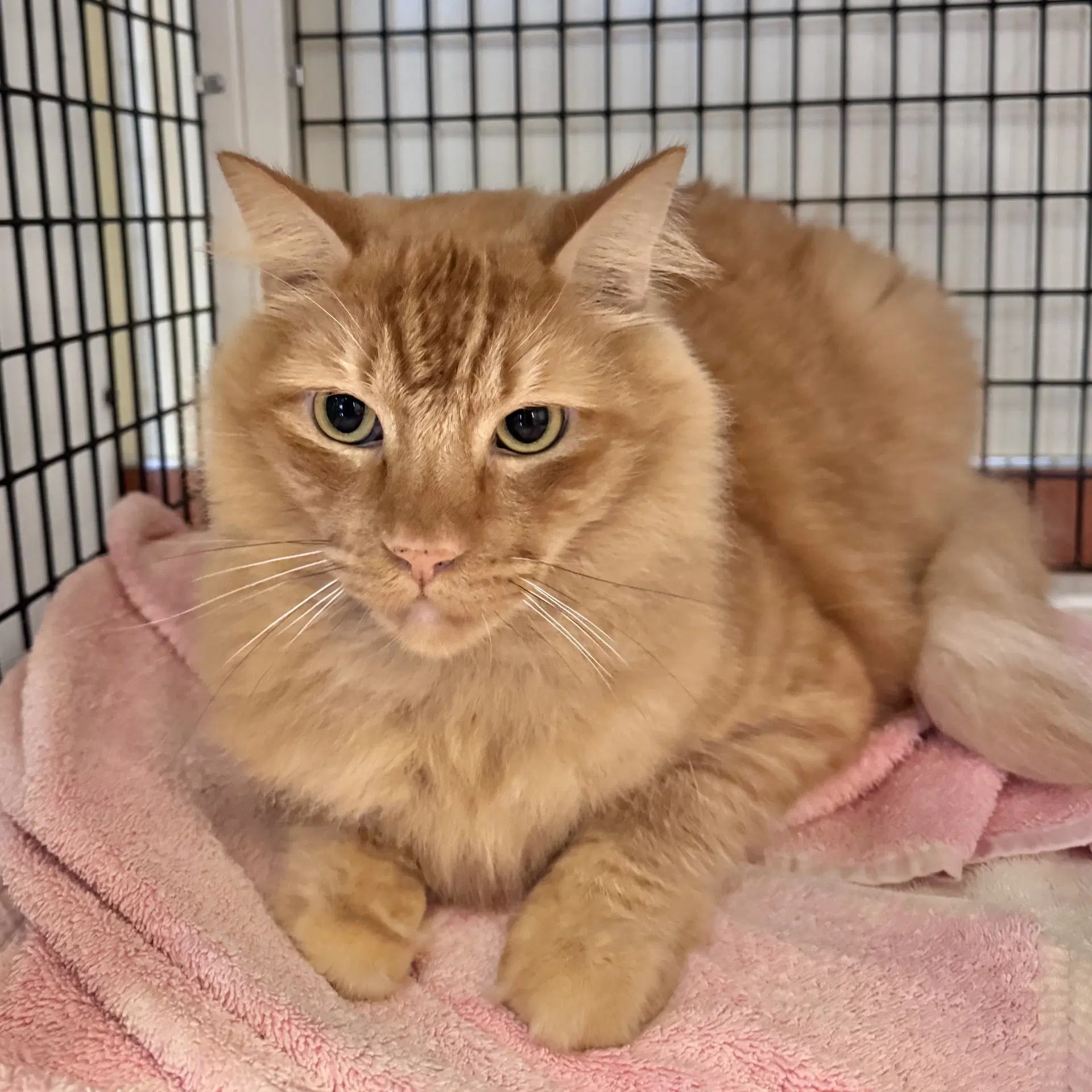 Mufasa - Domestic Long Hair