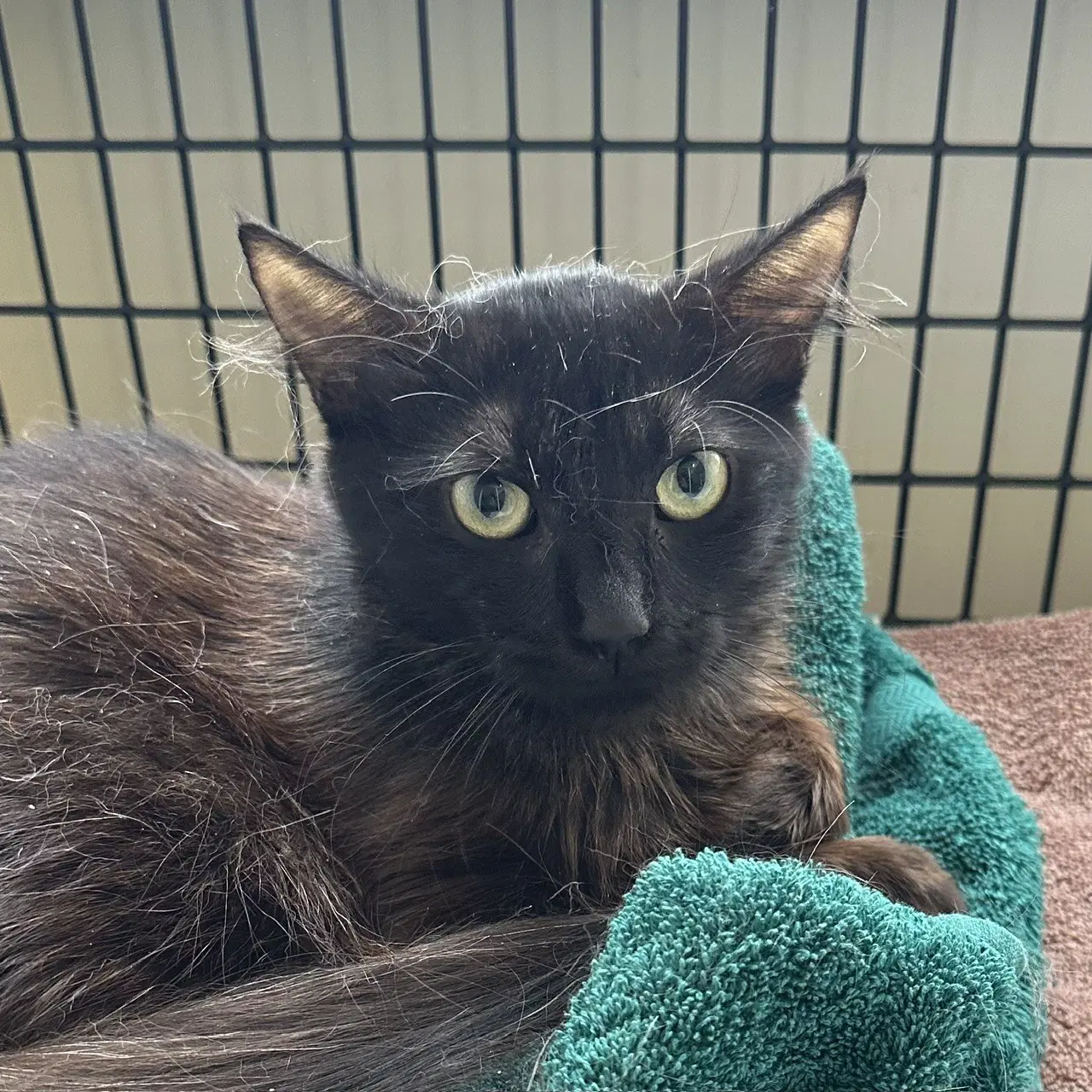 Calypso - Domestic Long Hair