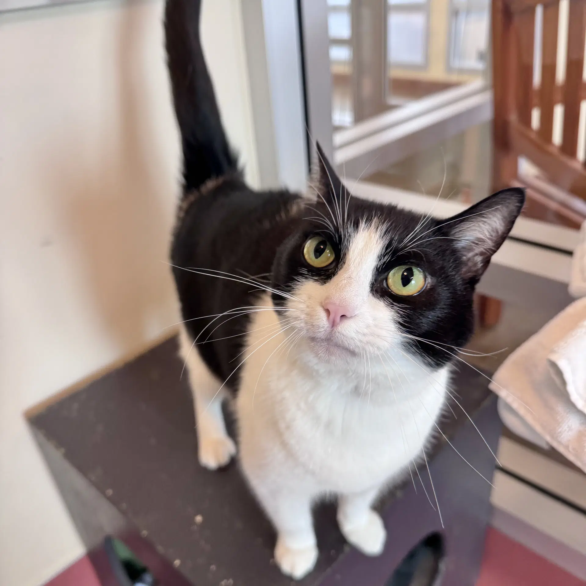Chewy - Domestic Short Hair