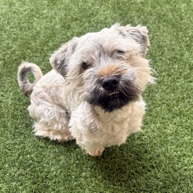 Maurice - Schnauzer