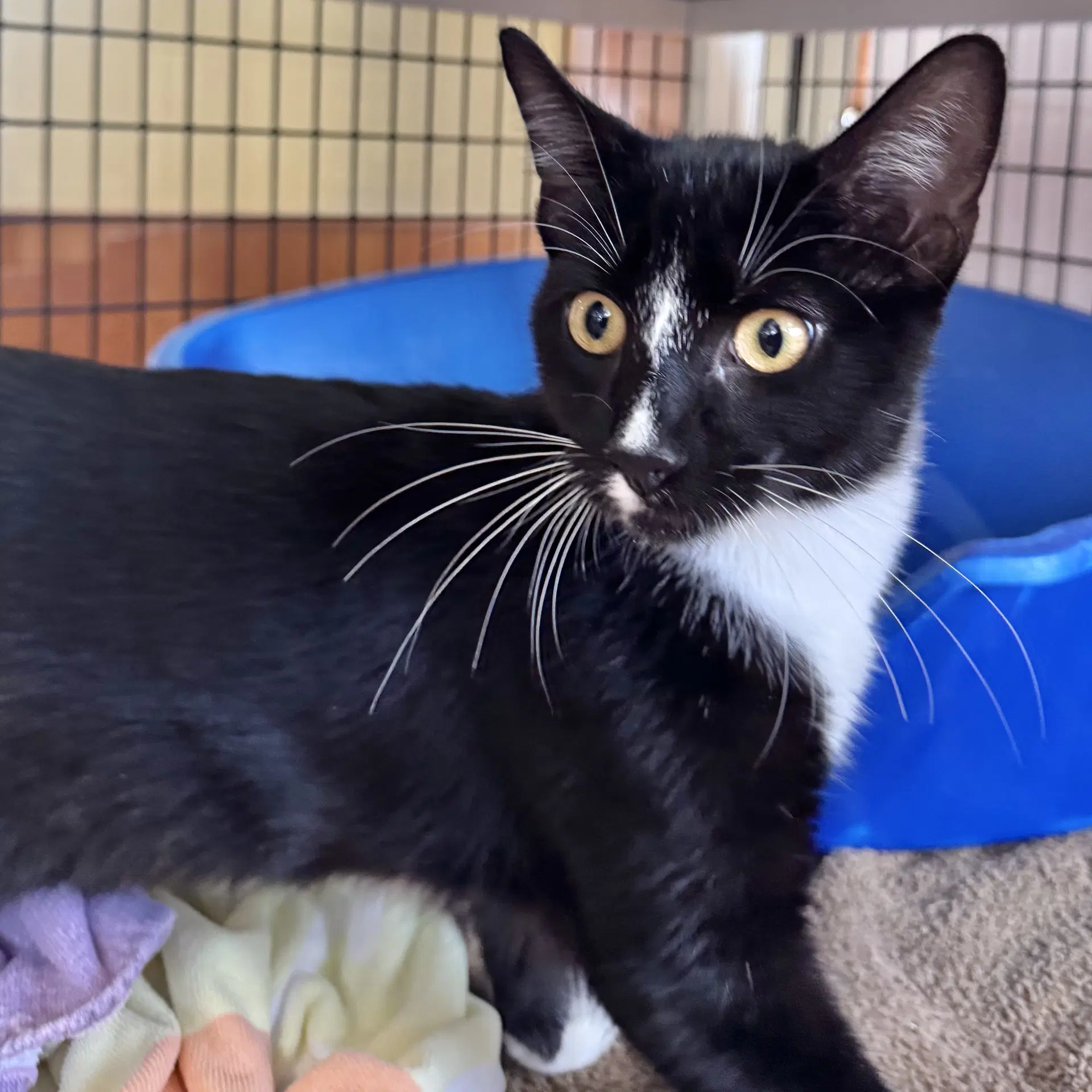 Bubble Gum - Domestic Short Hair
