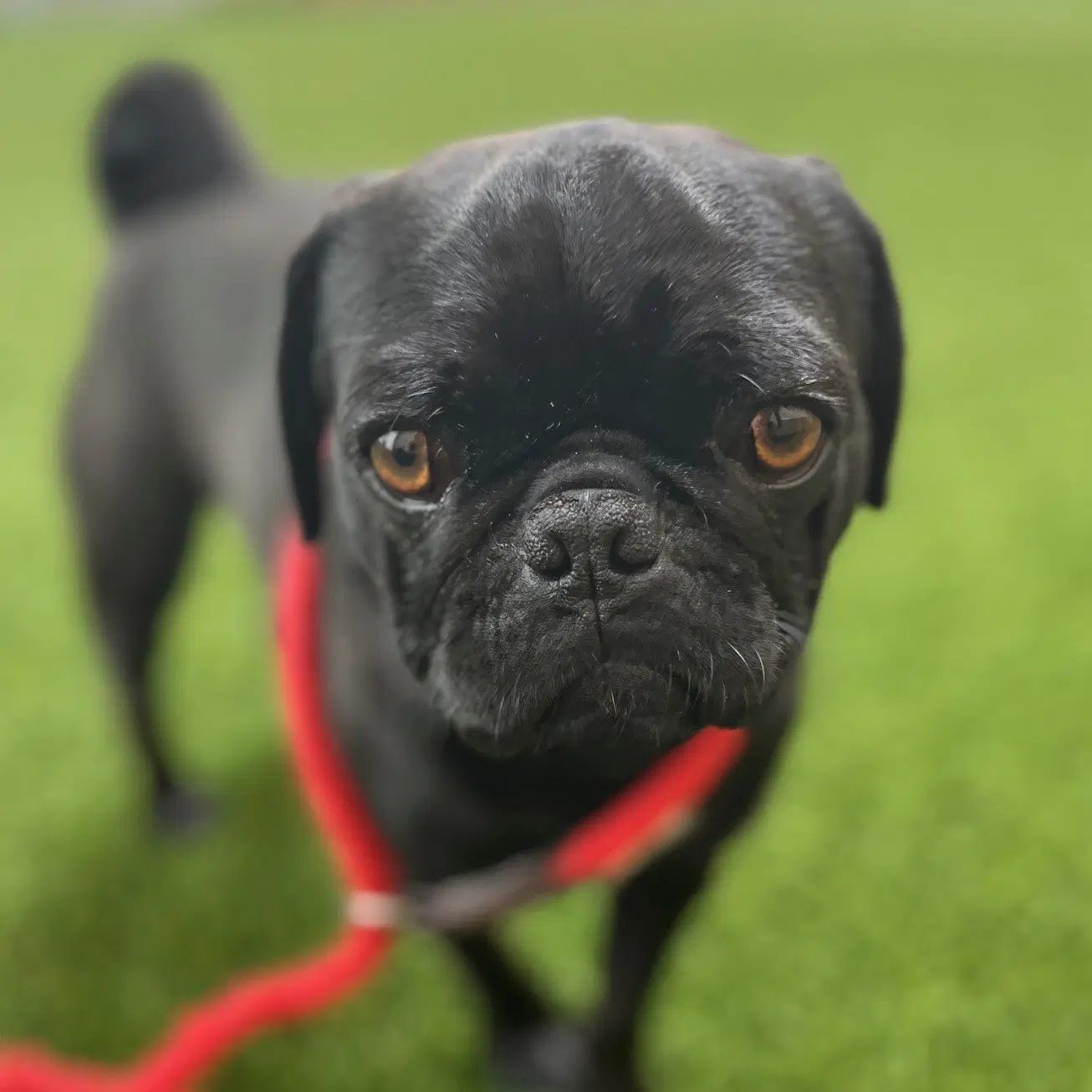 Nigel - Pug