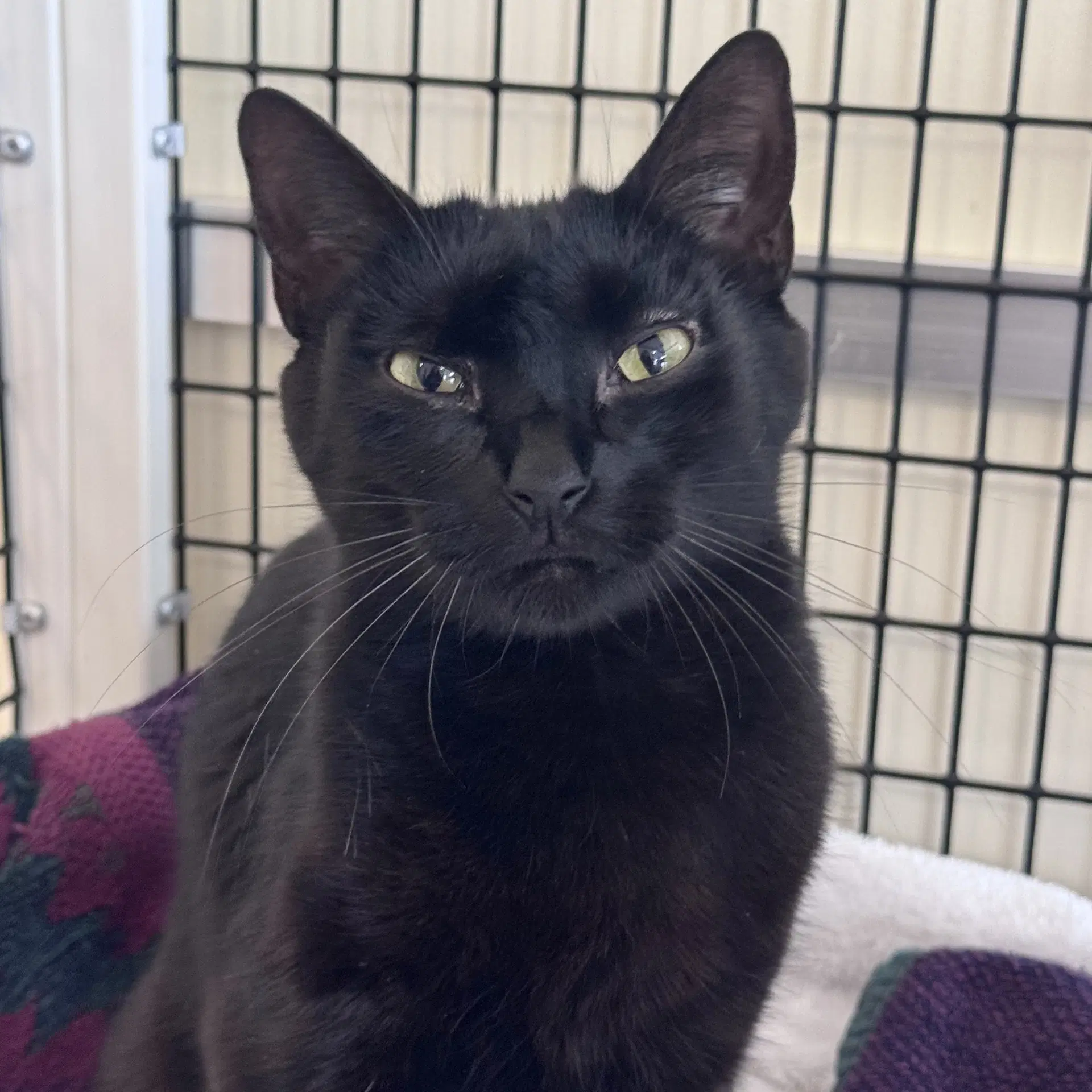 Mittens - Domestic Short Hair