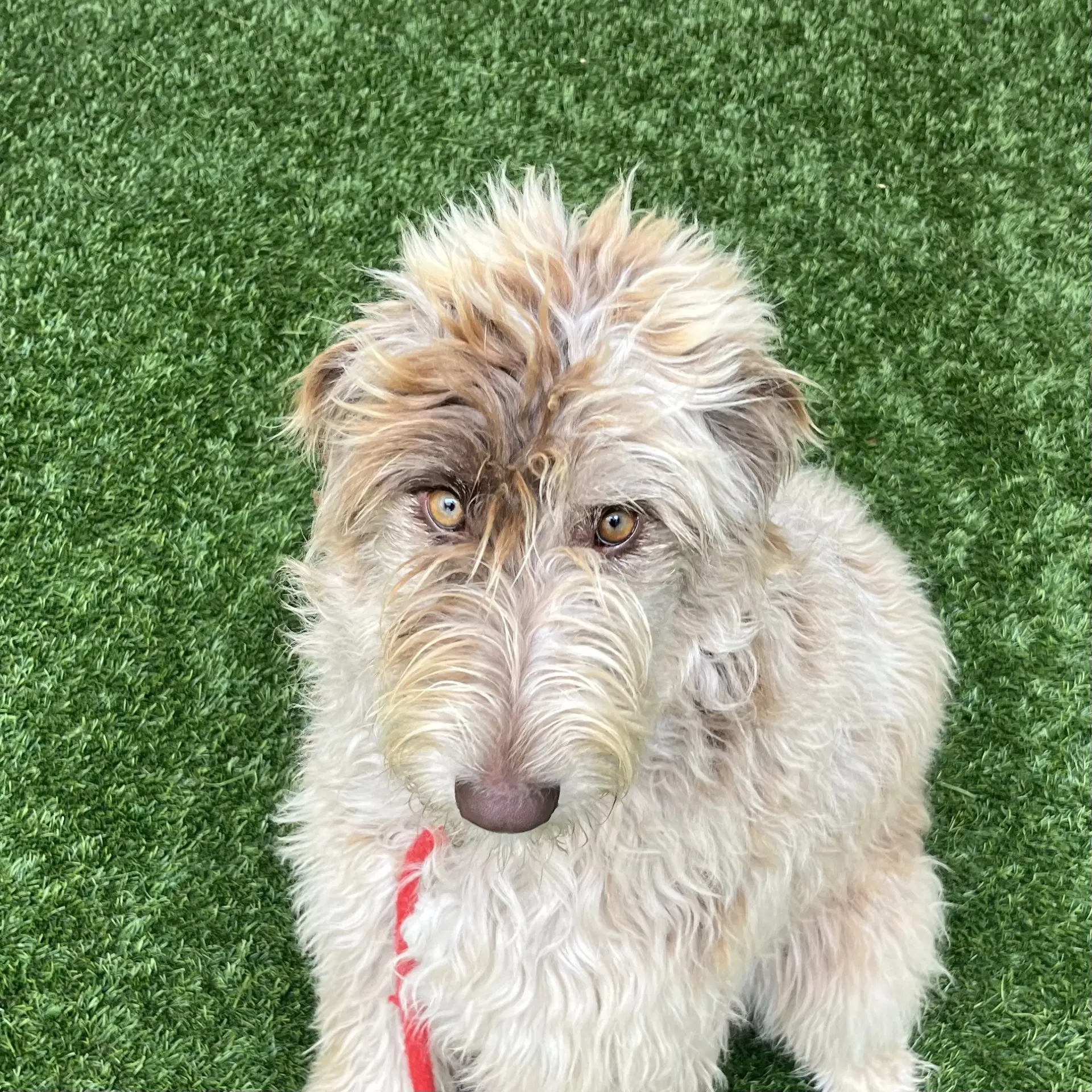 Duvalin - Poodle (Standard)