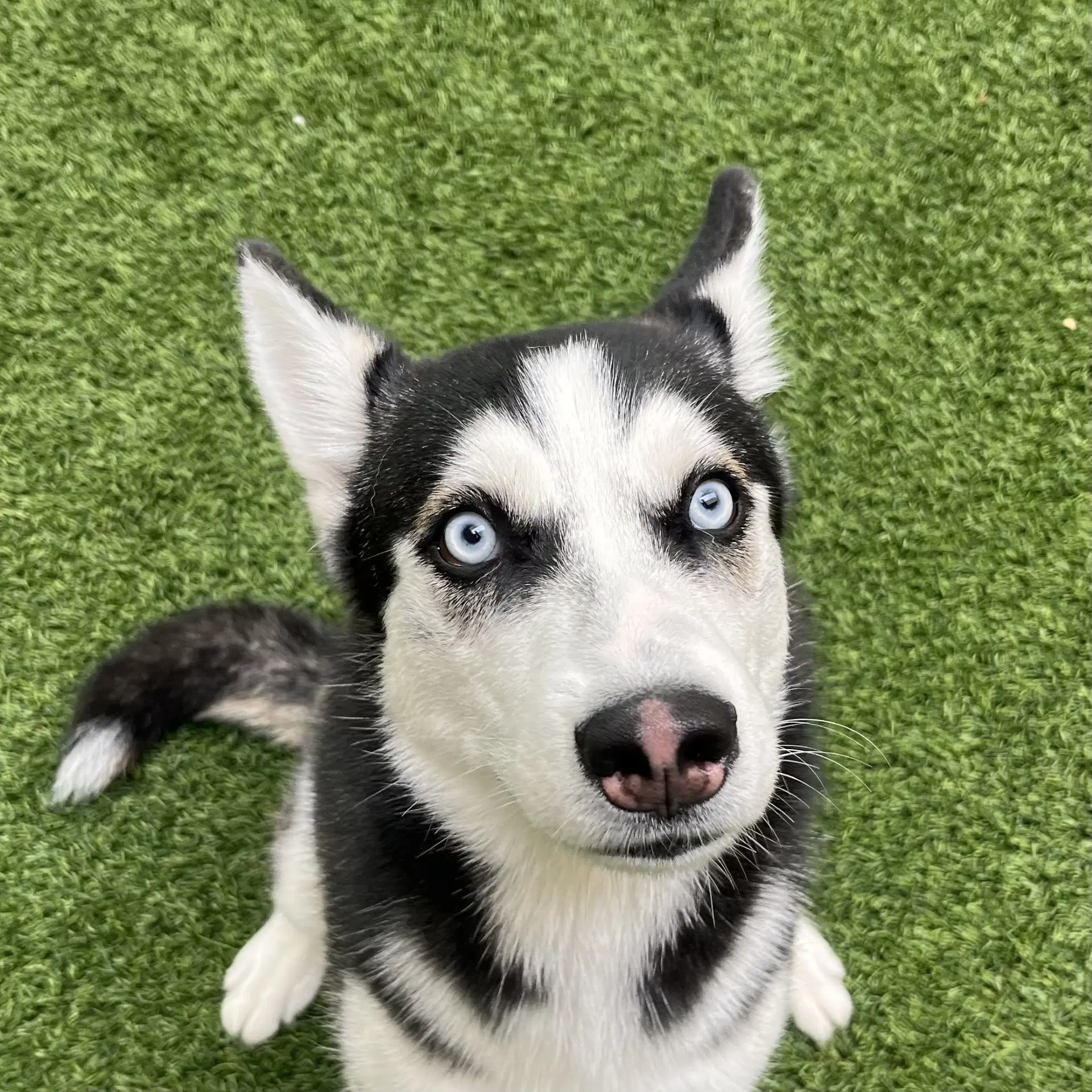 Annie - Husky