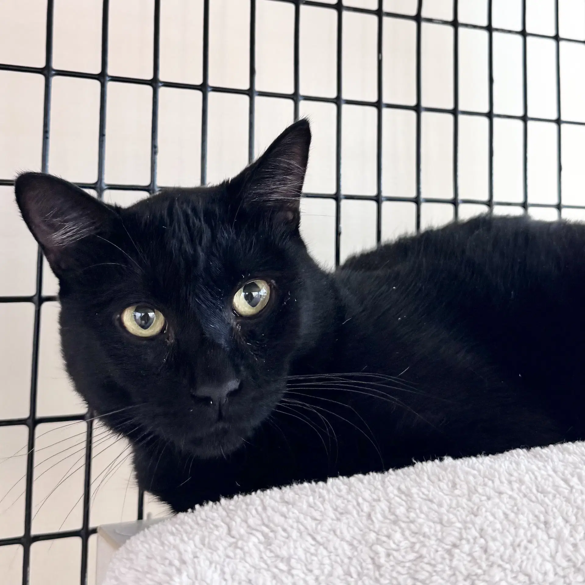 Mr Snuffleuphagus - Domestic Short Hair