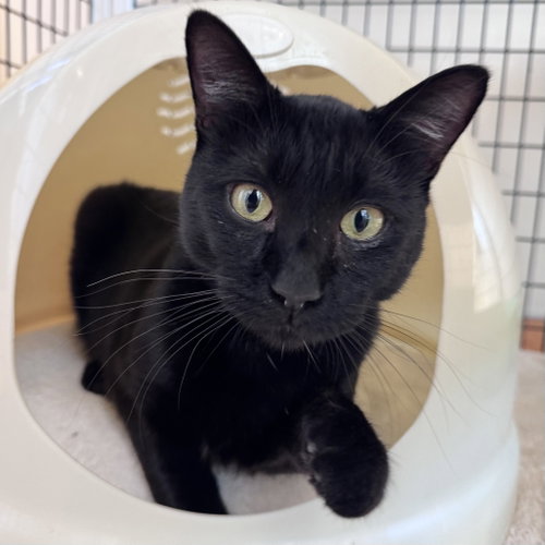 Mr. Snuffleuphagus, a cat for adoption from Peninsula Humane Society & SPCA