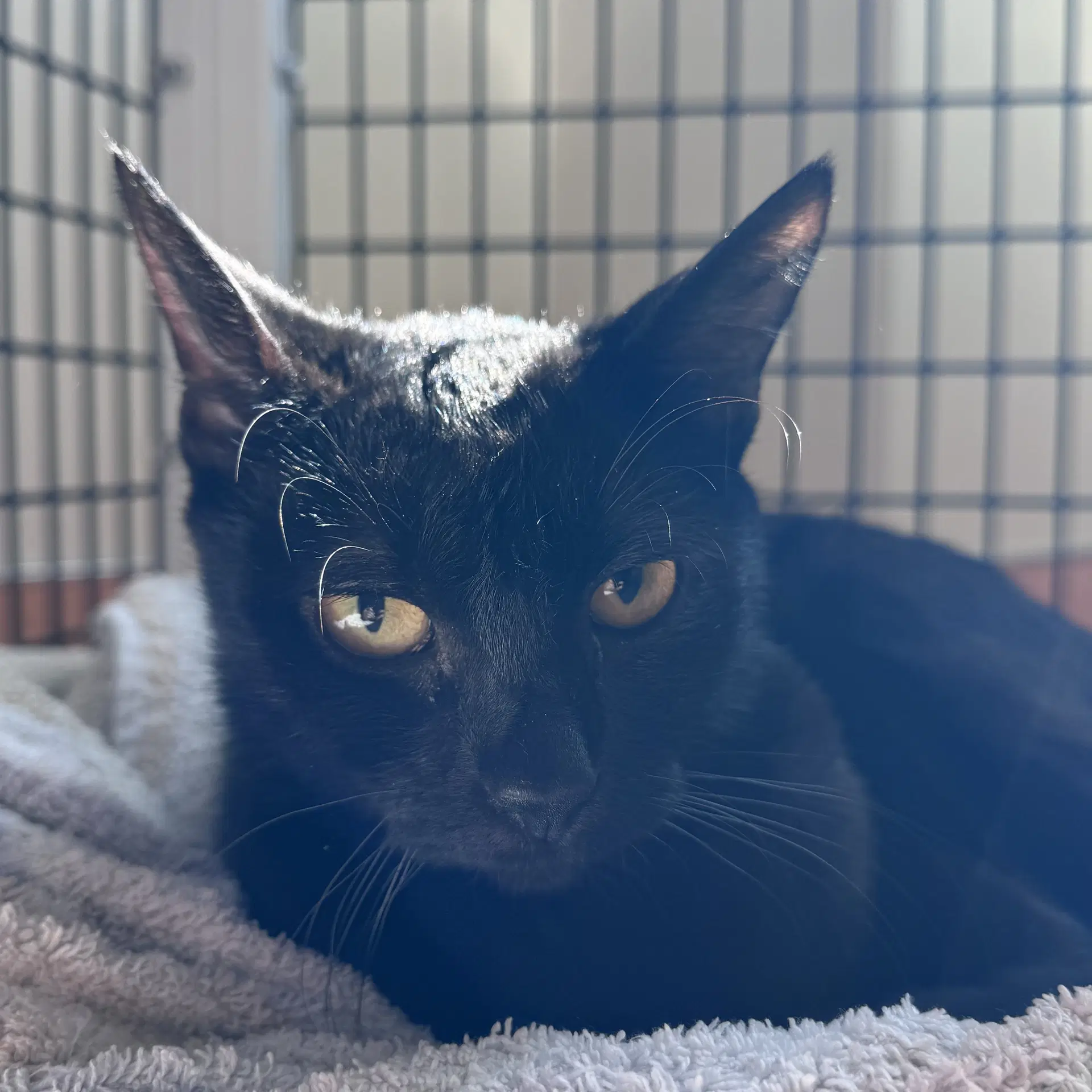 Rosita - Domestic Short Hair