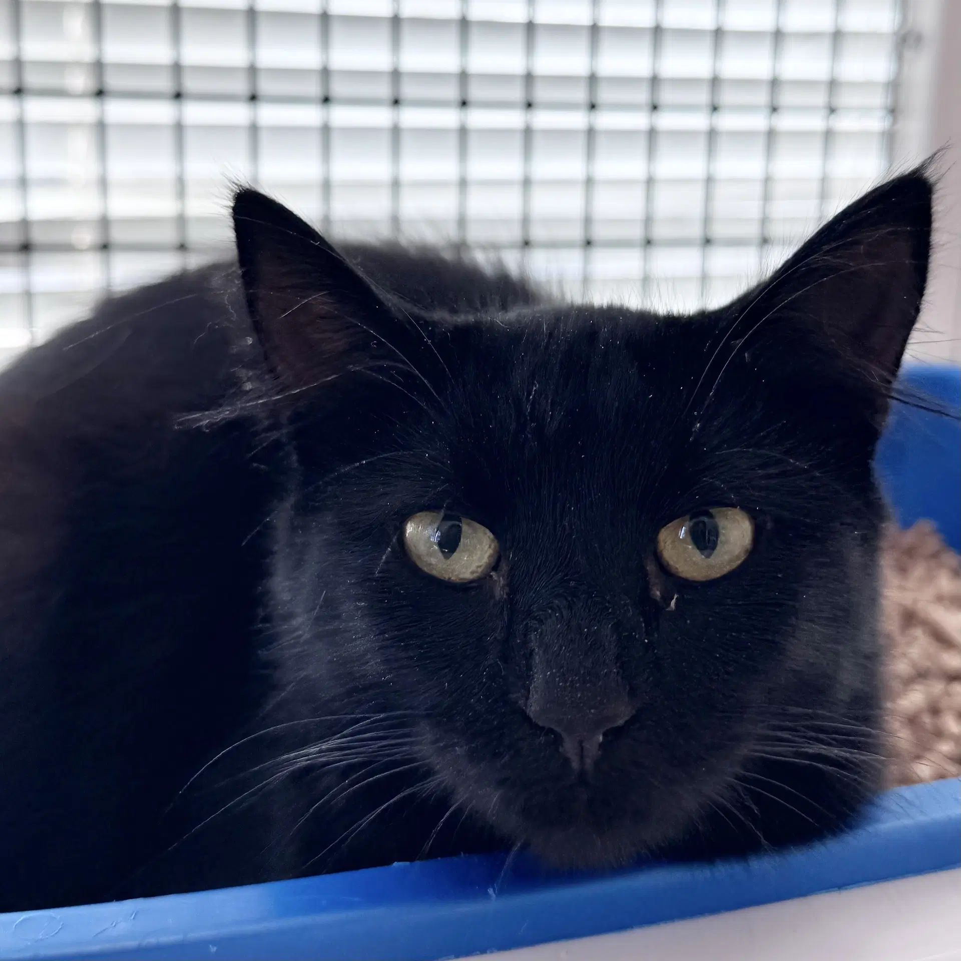 Zoe - Domestic Long Hair