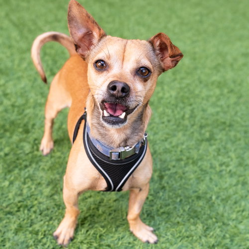 Clint, a dog for adoption from Peninsula Humane Society & SPCA