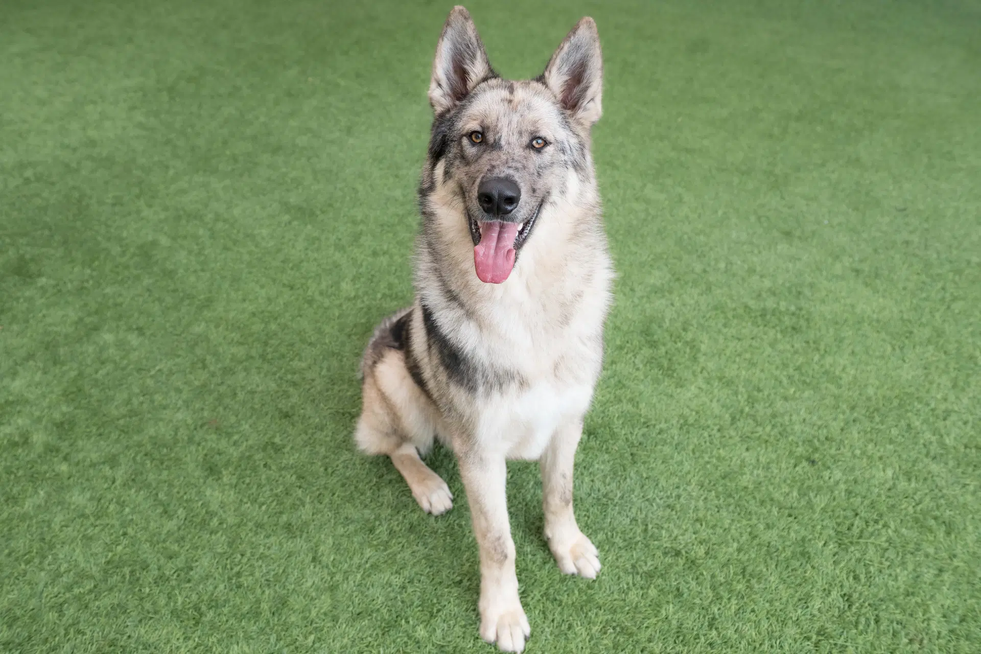 Zephyr - Shepherd