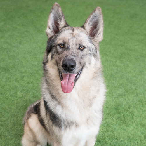 Photo 4 of Zephyr