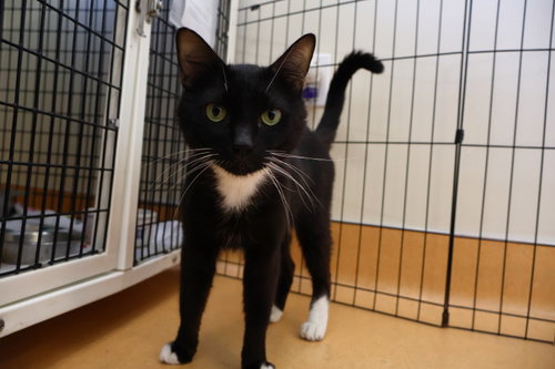 Gato, a cat for adoption from Peninsula Humane Society & SPCA