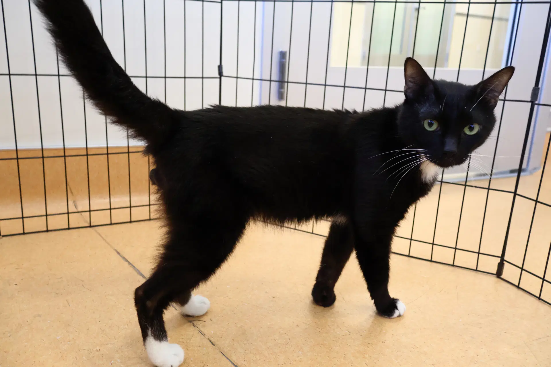 Gato image 2