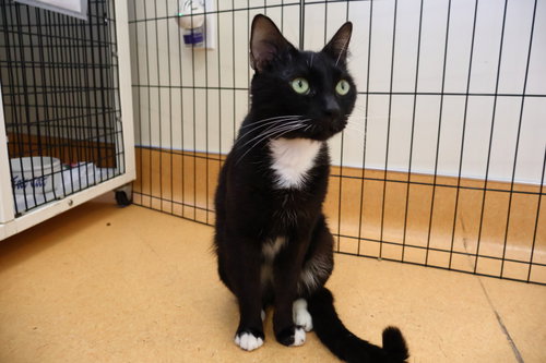 Photo 3 of Gato