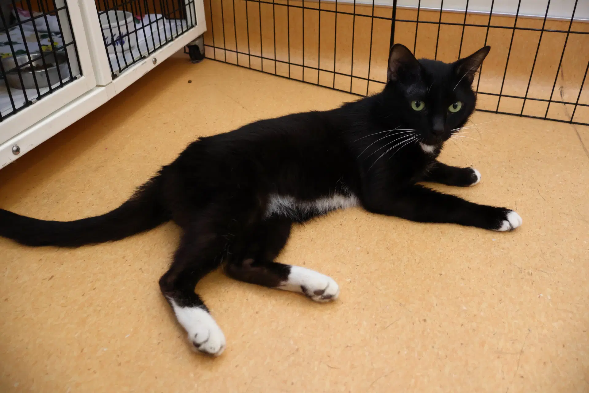 Gato image 4