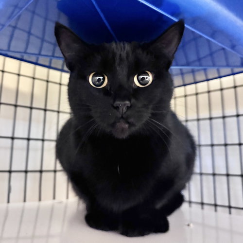 Blossom, a cat for adoption from Peninsula Humane Society & SPCA