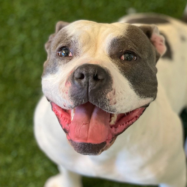 Lola, Pit Bull Terrier