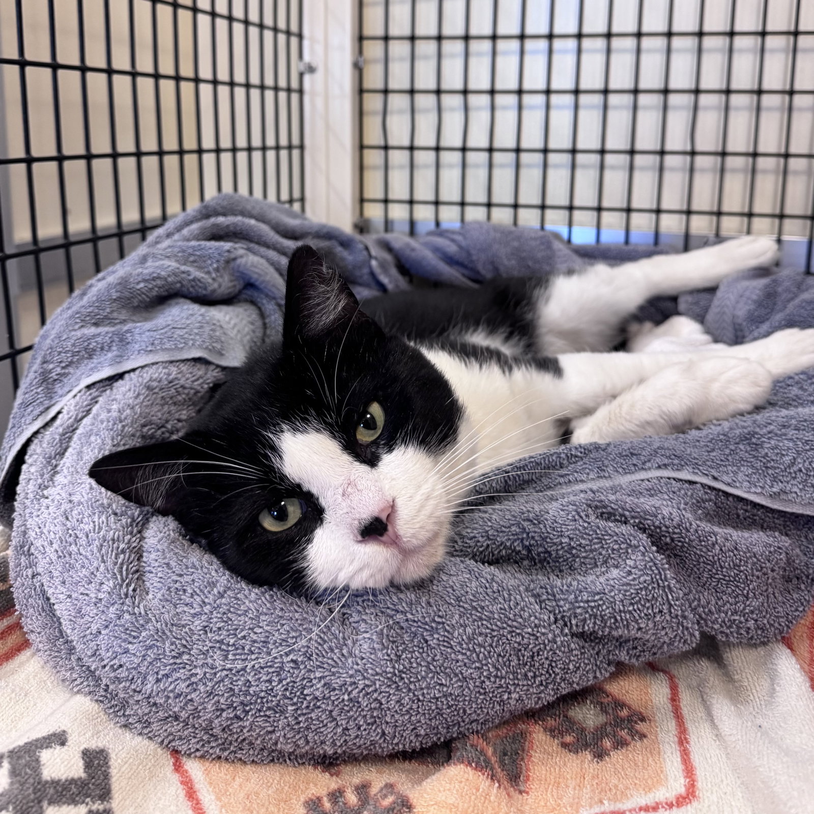 Oreo, Domestic Short Hair