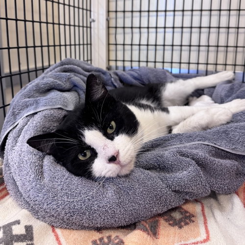 Oreo, a cat for adoption from Peninsula Humane Society & SPCA