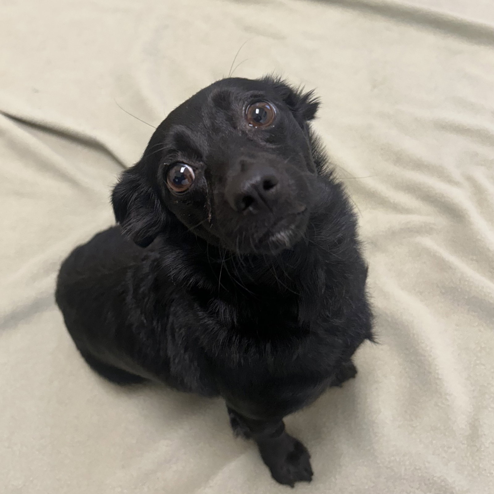 Sky, Chihuahua