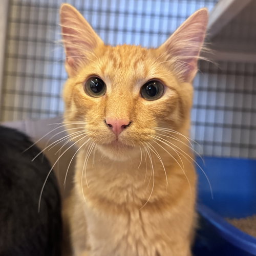 Rufus, a cat for adoption from Peninsula Humane Society & SPCA