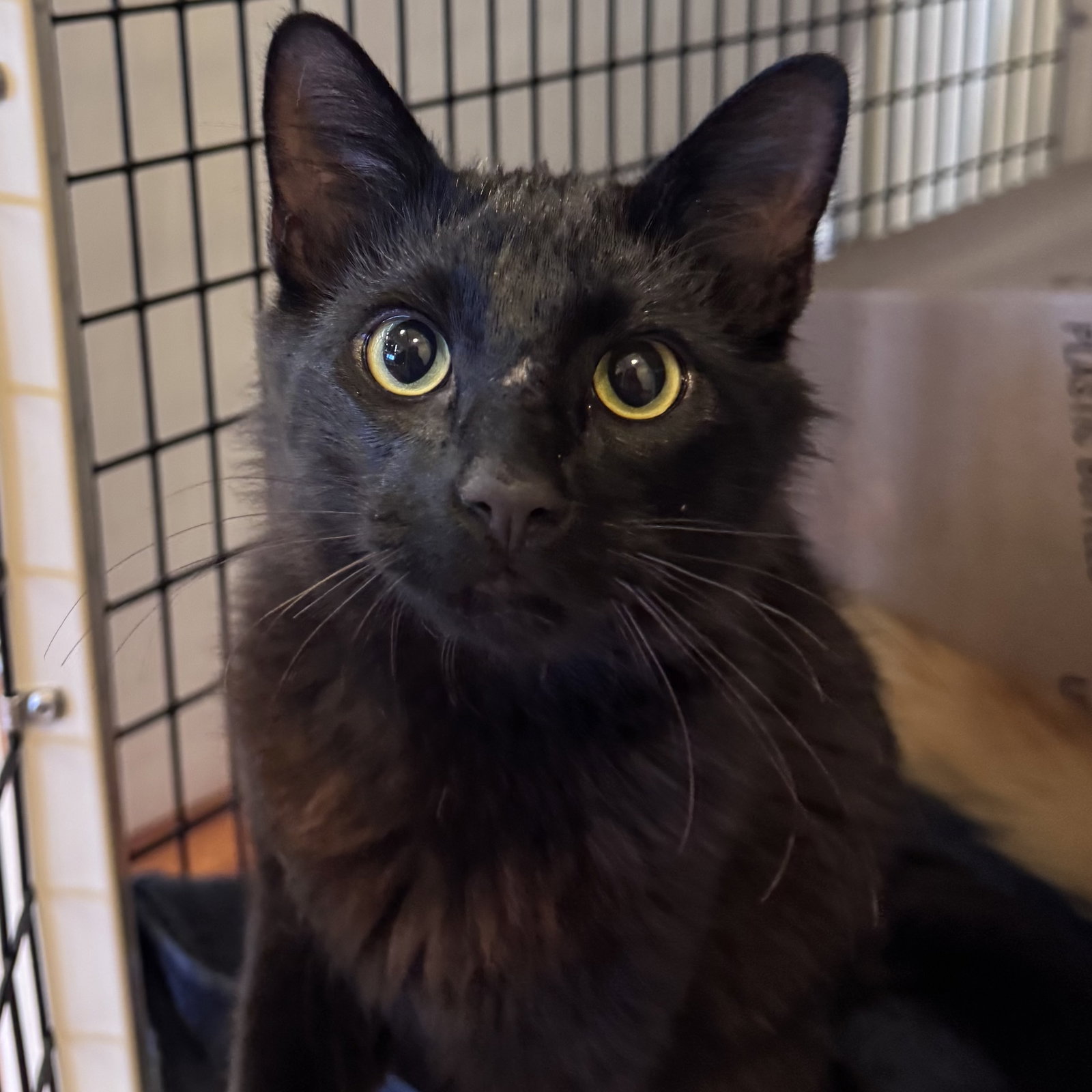 Drac, Domestic Medium Hair