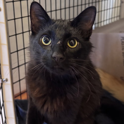 Drac, a cat for adoption from Peninsula Humane Society & SPCA