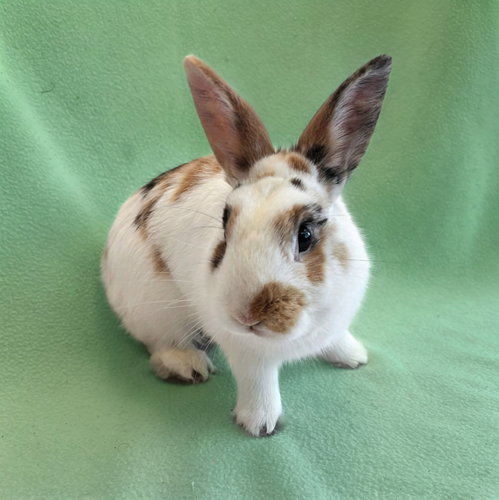 Cooper, a rabbit for adoption from Peninsula Humane Society & SPCA