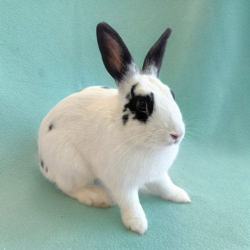 Spotty, a rabbit for adoption from Peninsula Humane Society & SPCA