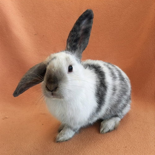 Beau, a rabbit for adoption from Peninsula Humane Society & SPCA