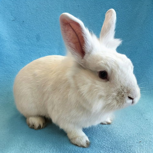Whiskers, a rabbit for adoption from Peninsula Humane Society & SPCA