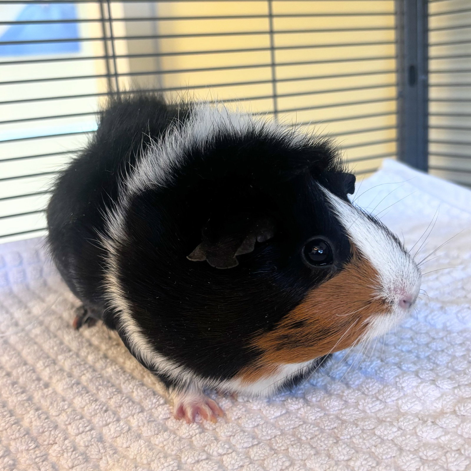 Oreo Cookie, photo 2