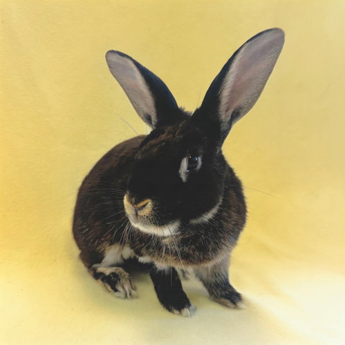 Marty, a rabbit for adoption from Peninsula Humane Society & SPCA