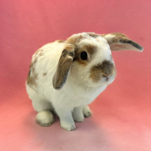 Cali, a rabbit for adoption from Peninsula Humane Society & SPCA