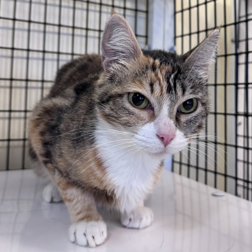 Cressida, a cat for adoption from Peninsula Humane Society & SPCA