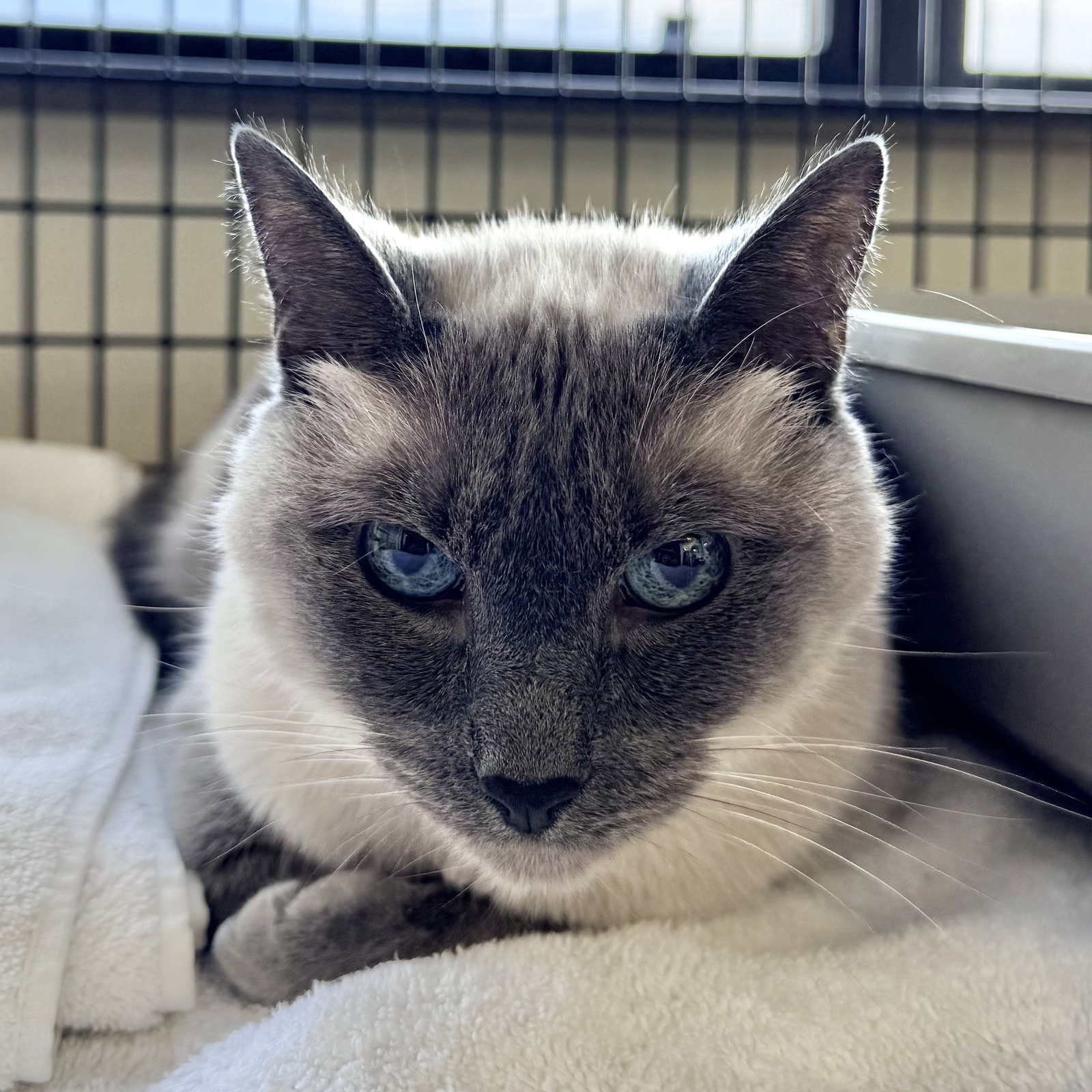 Ella, Domestic Short Hair